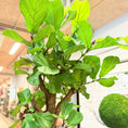 Indlæs billede i gallerivisning, Violinfigen (Ficus lyrata) – stort træ i lys cementkrukke – 220 cm