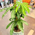 Indlæs billede i gallerivisning, Second Hand Anthurium – Grøn Stueplante på Mosstok i Grøn Krukke fra Århus