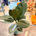 Indlæs billede i gallerivisning, Second Hand Gummiplante – Ficus elastica i Grøn Rillet Krukke fra Århus