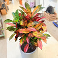 Indlæs billede i gallerivisning, Kroton (Codiaeum variegatum) i lys krukke – 110 cm høj - 10 stk.