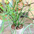 Indlæs billede i gallerivisning, Second Hand Blyantskaktus – Euphorbia tirucalli i Rå Keramikkrukke fra Århus