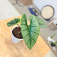 Indlæs billede i gallerivisning, Alocasia ‘Maharani’ (Grå Elefantøre) i hvid potte – 30 cm høj - 15 stk