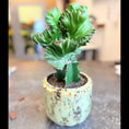Indlæs billede i gallerivisning, Second Hand Koral-Kaktus – Euphorbia lactea Cristata i Keramikkrukke fra Århus