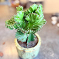 Indlæs billede i gallerivisning, Second Hand Koral-Kaktus – Euphorbia lactea Cristata i Keramikkrukke fra Århus