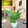 Indlæs billede i gallerivisning, Second Hand Fredslilje – Spathiphyllum i Grøn Keramikkrukke fra Århus
