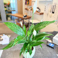 Indlæs billede i gallerivisning, Second Hand Fredslilje – Spathiphyllum i Grøn Keramikkrukke fra Århus