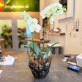 Indlæs billede i gallerivisning, Second Hand Orkidé – Hvid Phalaenopsis i Glasvase med 2 Grene fra Århus