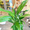Indlæs billede i gallerivisning, Second Hand Fredslilje – Spathiphyllum i Dekorativ Keramikkrukke fra Århus