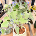 Indlæs billede i gallerivisning, Second Hand Kalanchoe – Sukkulent i Dekorativ Bladkrukke fra Århus
