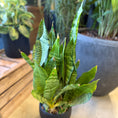 Indlæs billede i gallerivisning, Second Hand Svigermors Skarpe Tunge – Sansevieria i Sort Krukke fra Århus