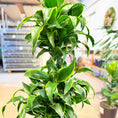 Indlæs billede i gallerivisning, Dracaena fragrans (Drageplante) i lys cementkrukke – 130 cm høj