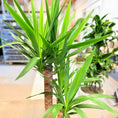 Indlæs billede i gallerivisning, Yucca (Yucca elephantipes) i lys cementkrukke – 130 cm høj