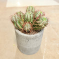 Indlæs billede i gallerivisning, Kaktus i lys cementkrukke – ca. 30 cm høj