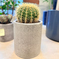 Indlæs billede i gallerivisning, Guldkuglekaktus (Echinocactus grusonii) i lys cementkrukke – 45 cm høj