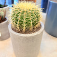 Indlæs billede i gallerivisning, Guldkuglekaktus (Echinocactus grusonii) i lys cementkrukke – 45 cm høj