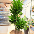 Indlæs billede i gallerivisning, Dracaena Compacta i beige krukke – 150 cm