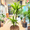 Indlæs billede i gallerivisning, Drageplante (Dracaena fragrans ‘Lemon Lime’) i stålkrukke – 175 cm høj