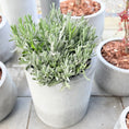 Indlæs billede i gallerivisning, Second Hand Lavendel – Lavandula i Cementkrukke (ø35 cm) fra Århus