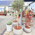 Indlæs billede i gallerivisning, Second Hand Oliventræ – Olea europaea 150-160 cm i Cementkrukke fra Århus