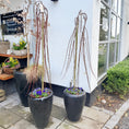 Indlæs billede i gallerivisning, Second Hand Hængepiil – Salix caprea ‘Kilmarnock’ fra Århus