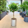 Indlæs billede i gallerivisning, Ficus Moclame (Ficus microcarpa) i børstet stålkrukke – 125 cm