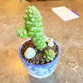 Indlæs billede i gallerivisning, Second Hand Euphorbia mammillaris – Kaktus-lignende Sukkulent i Krukke