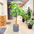 Indlæs billede i gallerivisning, Pengepose-træ (Pachira aquatica) i mørkegrå krukke – 190 cm høj