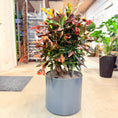 Indlæs billede i gallerivisning, Croton (Codiaeum variegatum) i mørkegrå krukke – 110 cm høj