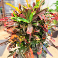 Indlæs billede i gallerivisning, Croton (Codiaeum variegatum) i mørkegrå krukke – 110 cm høj