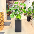 Indlæs billede i gallerivisning, Fingerphilodendron (Monstera deliciosa) i høj sort krukke – 135 cm høj