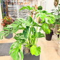 Indlæs billede i gallerivisning, Fingerphilodendron (Monstera deliciosa) i høj sort krukke – 135 cm høj