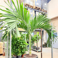 Indlæs billede i gallerivisning, Flaskepalme (Hyophorfe lagenicaulis) i sort rillet krukke – 230 cm høj