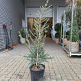 Indlæs billede i gallerivisning, Blå ceder (Cedrus) – 150 cm i potte