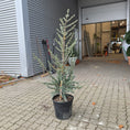 Indlæs billede i gallerivisning, Blå ceder (Cedrus) – 150 cm i potte