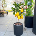 Indlæs billede i gallerivisning, Second Hand Citrontræ – Citrus limon med Citroner i Sort Krukke fra Århus