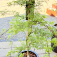Indlæs billede i gallerivisning, Second Hand Japansk Løn – Acer palmatum ‘Emerald Lace’ 150 cm i Krukke