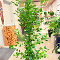 Indlæs billede i gallerivisning, Ficus microcarpa (Stuebonsai) i lys cementkrukke – 180 cm høj