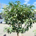 Indlæs billede i gallerivisning, Second Hand Laurbærkirsebær – Prunus lusitanica Opstammet i Kurv fra Århus