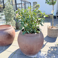 Indlæs billede i gallerivisning, Second Hand Rhododendron – 120 cm med Knopper Klar til Blomstring i Stor Krukke fra Århus