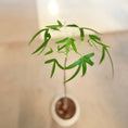 Indlæs billede i gallerivisning, Kærlighedstræ (Radermachera sp.) i hvid keramikpotte – 70 cm høj