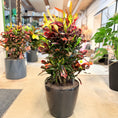 Indlæs billede i gallerivisning, Croton (Codiaeum variegatum) i sort krukke – 110 cm høj