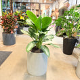 Indlæs billede i gallerivisning, Aglaonema ‘Silver Queen’ (Sølv-Aglaonema) i lys cementkrukke – 95 cm høj
