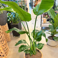 Indlæs billede i gallerivisning, Second Hand Strelitzia – Paradisfugleblomst 160 cm i Krukke af Genbrugte Valgplakater fra Århus
