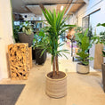 Indlæs billede i gallerivisning, Second Hand Yucca-palme – 160 cm i Krukke af Genbrugte Valgplakater