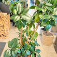 Indlæs billede i gallerivisning, Second Hand Gummitræ – Ficus elastica 145 cm i Stor Firkantet Krukke fra Århus
