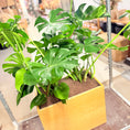 Indlæs billede i gallerivisning, Fingerphilodendron (Monstera deliciosa) i trælook-kumme – 140 cm høj