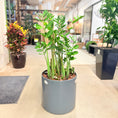 Indlæs billede i gallerivisning, Garderobestar (Zamioculcas zamiifolia) i grå krukke – 110 cm