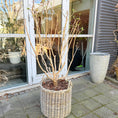 Indlæs billede i gallerivisning, Second Hand Hvidblomstrende Syren – Syringa 160 cm