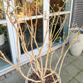 Indlæs billede i gallerivisning, Second Hand Hvidblomstrende Syren – Syringa 160 cm