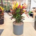 Indlæs billede i gallerivisning, Croton (Codiaeum variegatum) – 100 cm høj – Farverig plante i grå krukke